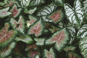 5 Stunning Caladium Varieties That Will Transform Your Garden